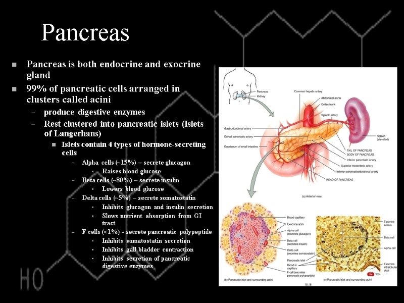 Pancreas Pancreas is both endocrine and exocrine gland 99% of pancreatic cells arranged in